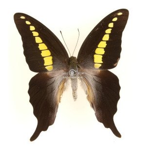 GRAPHIUM CODRUS